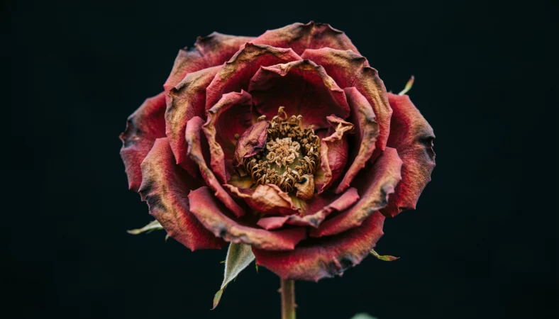 Withered Rose Emoji